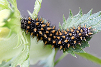 Melitaea athalia Melitaea athalia